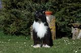CHIEN NU CHINOIS 077